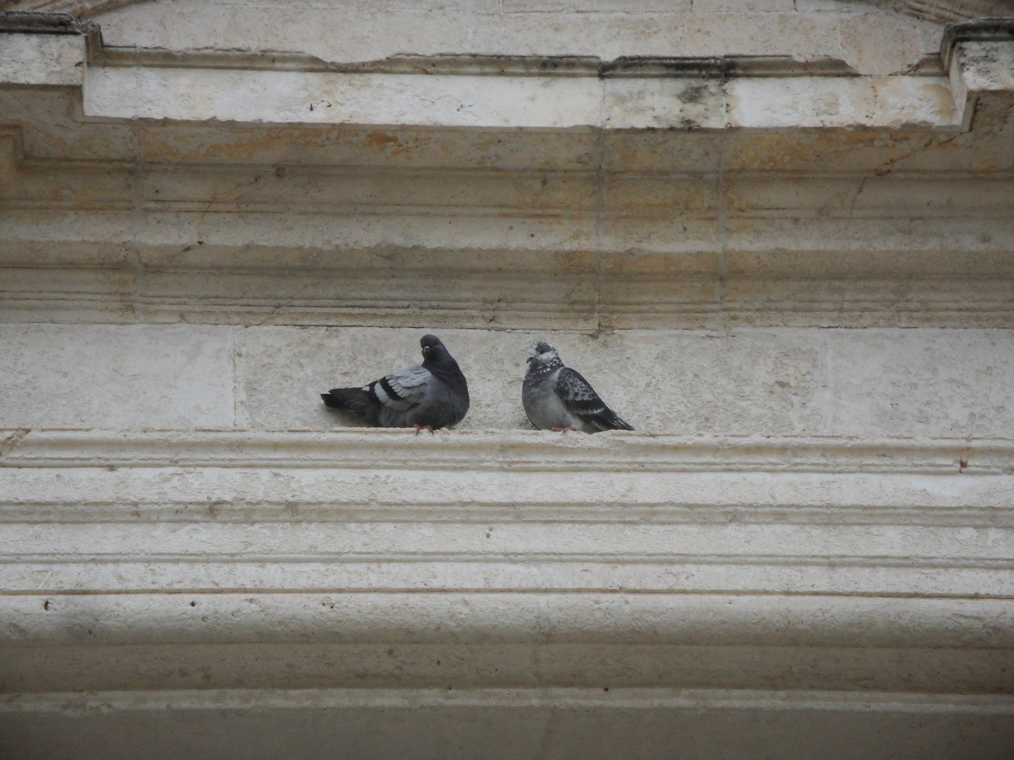 Sony DSC-W270 sample photo. Birds, brindisi, italy photography