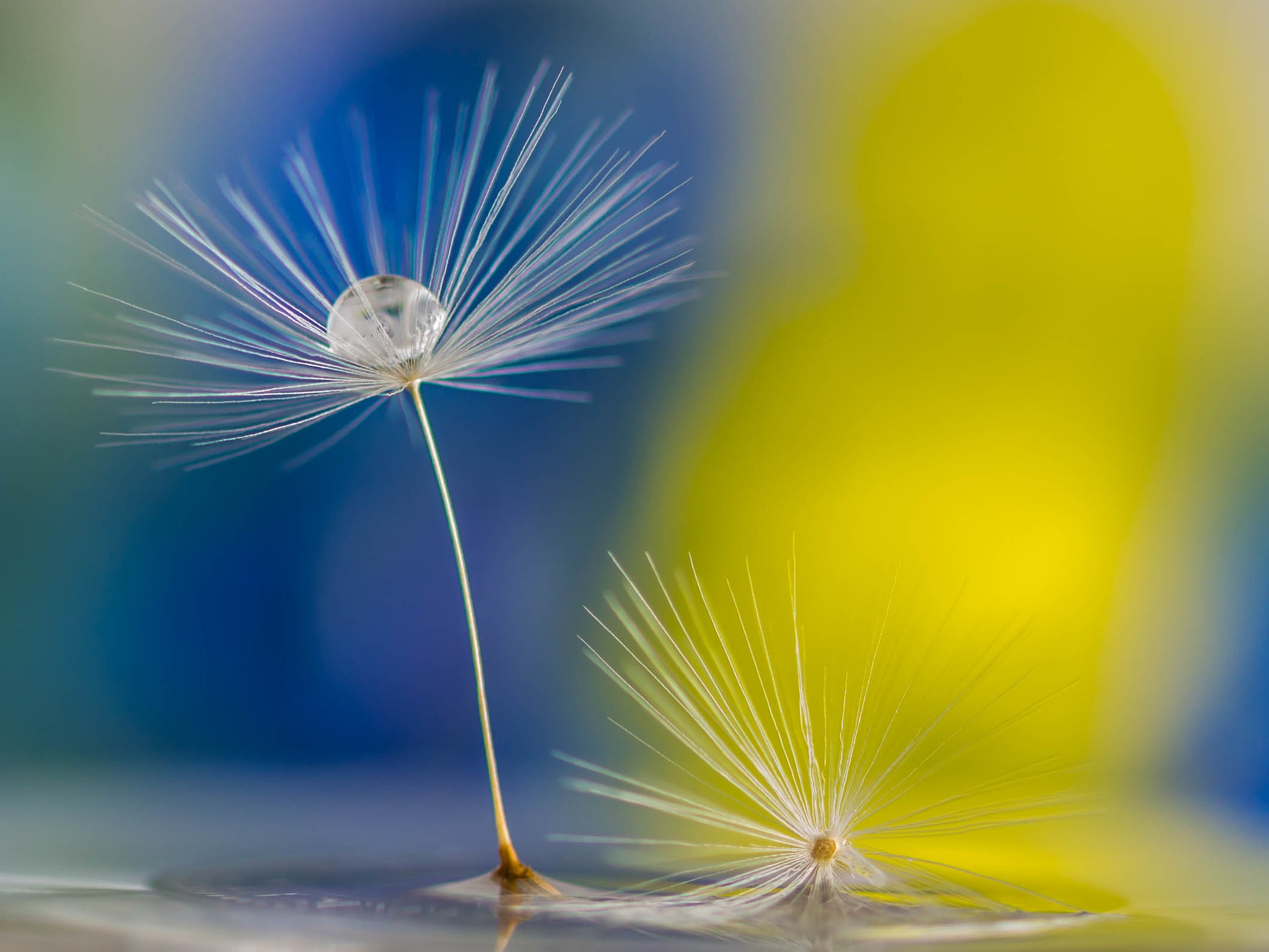 Canon EF 100mm F2.8 Macro USM sample photo. Dandelion photography