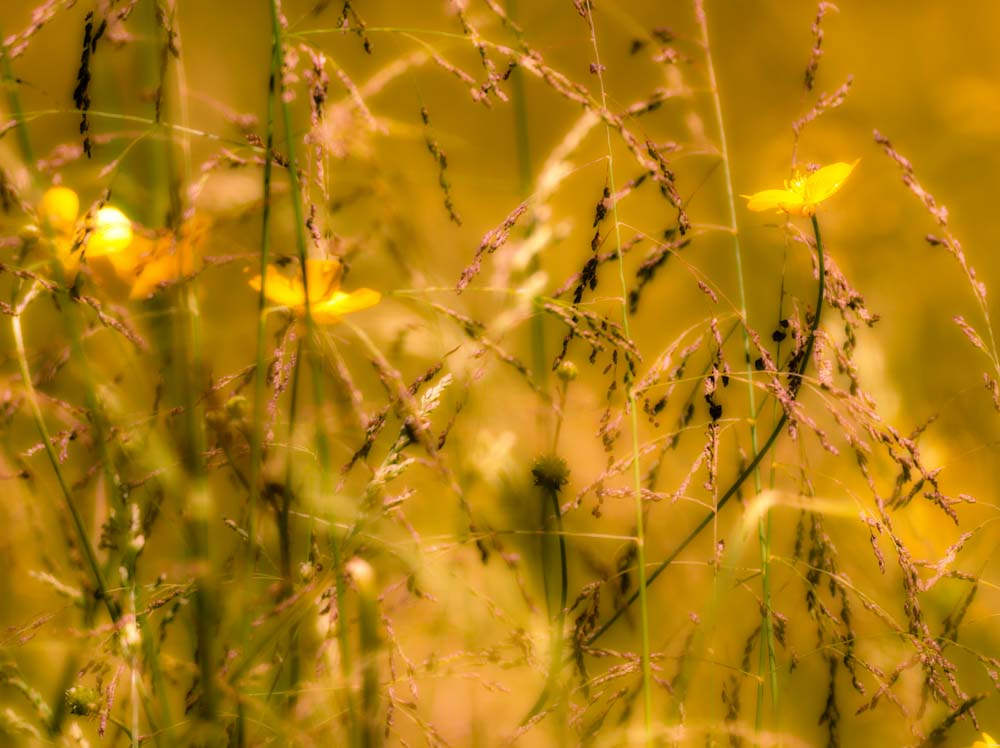 Sigma 150-600mm F5-6.3 DG OS HSM | C sample photo. Buttercups and timothy photography