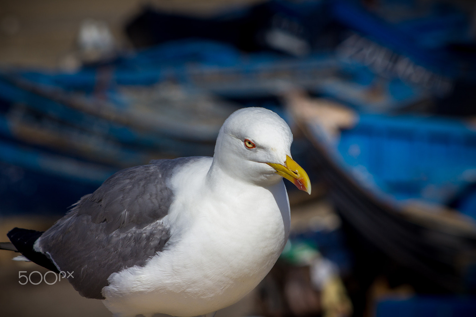 Canon EF 70-210mm f/3.5-4.5 USM sample photo. Angry bird photography