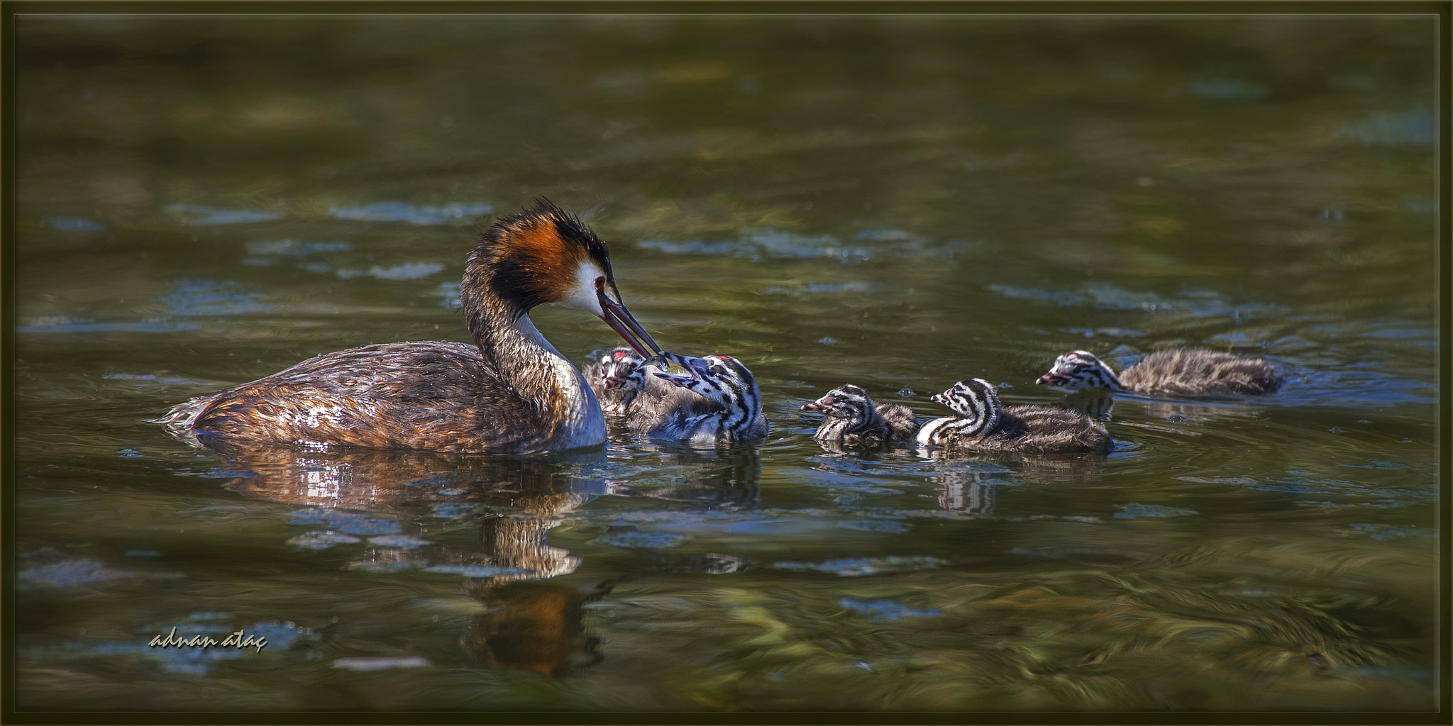 Sigma 50-500mm F4.5-6.3 DG OS HSM sample photo. Bahri - great crested grebe - podiceps cristatus photography