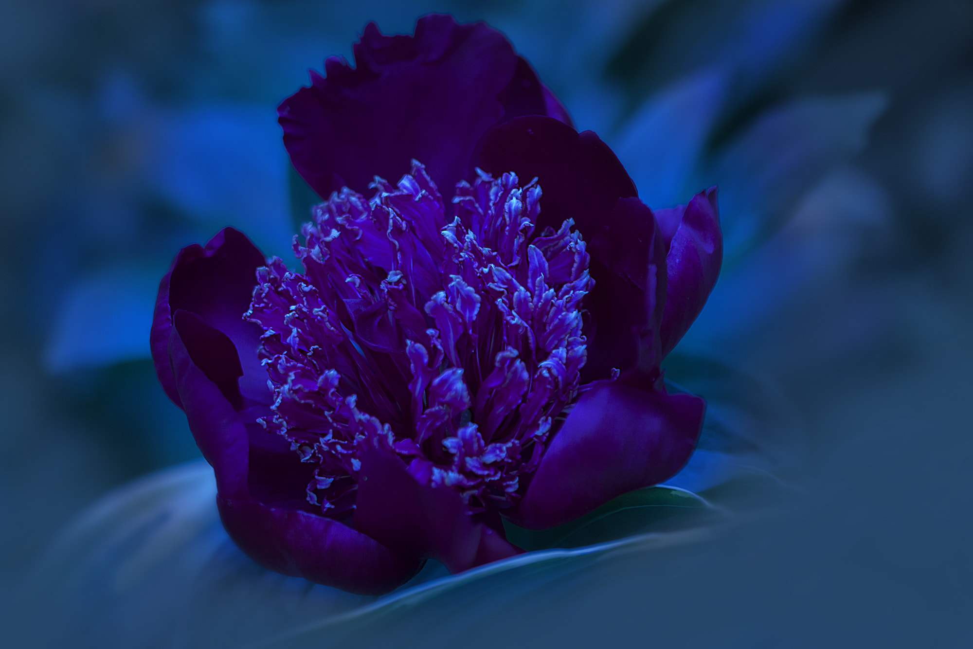Canon EF 100mm F2.8 Macro USM sample photo. Mid summer night photography