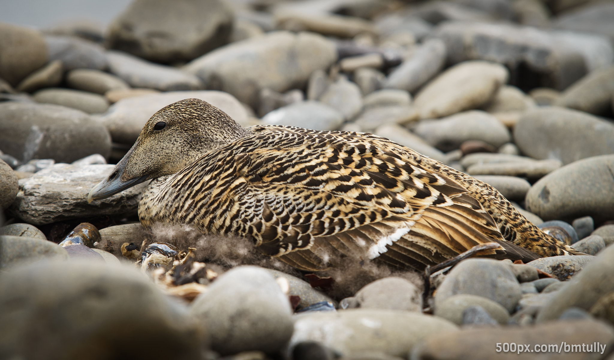Sony a7 II + Canon EF 70-200mm F2.8L USM sample photo. Tucked away photography