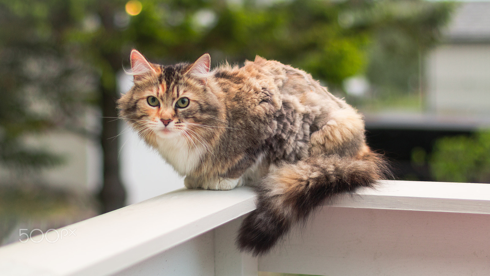 Canon EOS 70D + Canon EF 50mm F1.4 USM sample photo. Cat photography