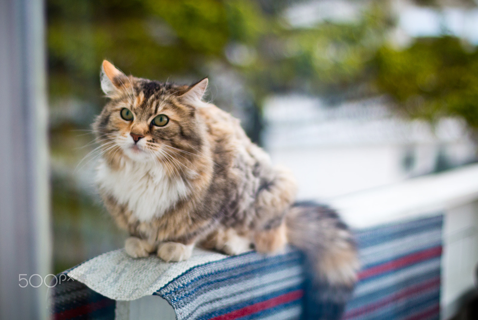 Canon EOS 70D + Canon EF 50mm F1.4 USM sample photo. Cat 2 photography