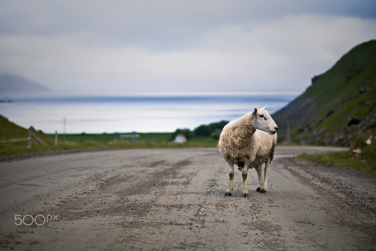 Canon EOS 70D sample photo. Sheep in lofoten photography