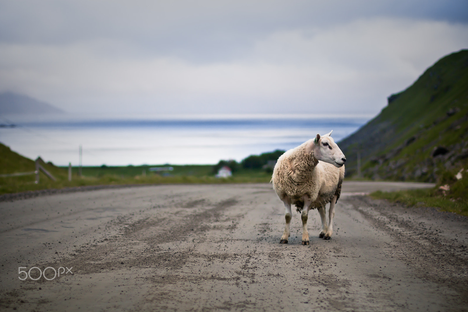 Canon EOS 70D + Canon EF 50mm F1.4 USM sample photo. Sheep in lofoten photography