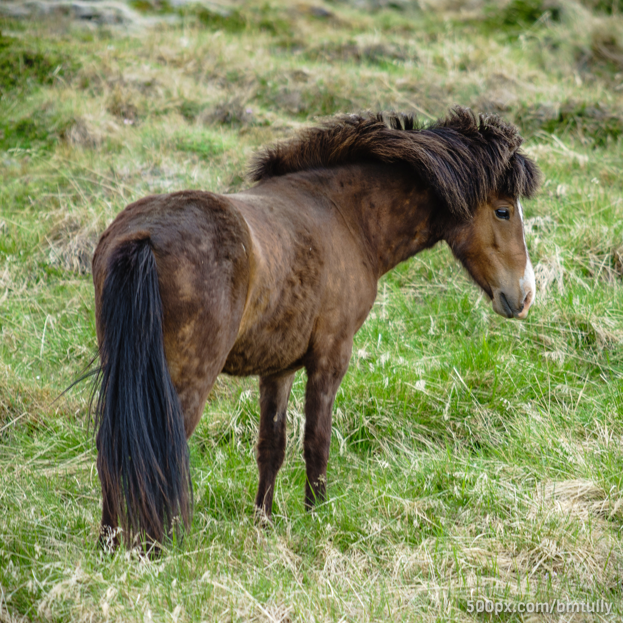 Sony a7 II + Canon EF 70-200mm F2.8L USM sample photo. Grazing alone photography
