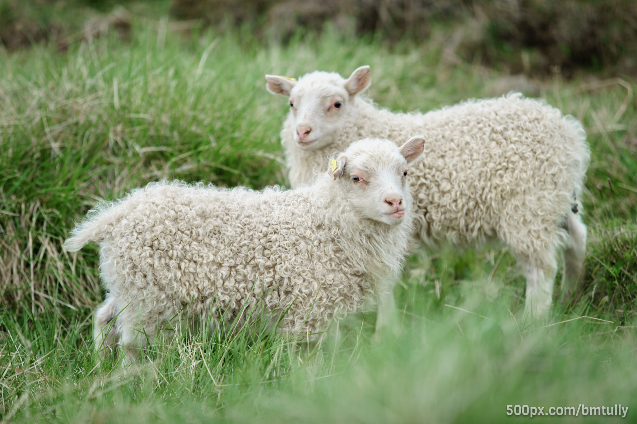 Sony a7 II + Canon EF 70-200mm F2.8L USM sample photo. Sticking together photography