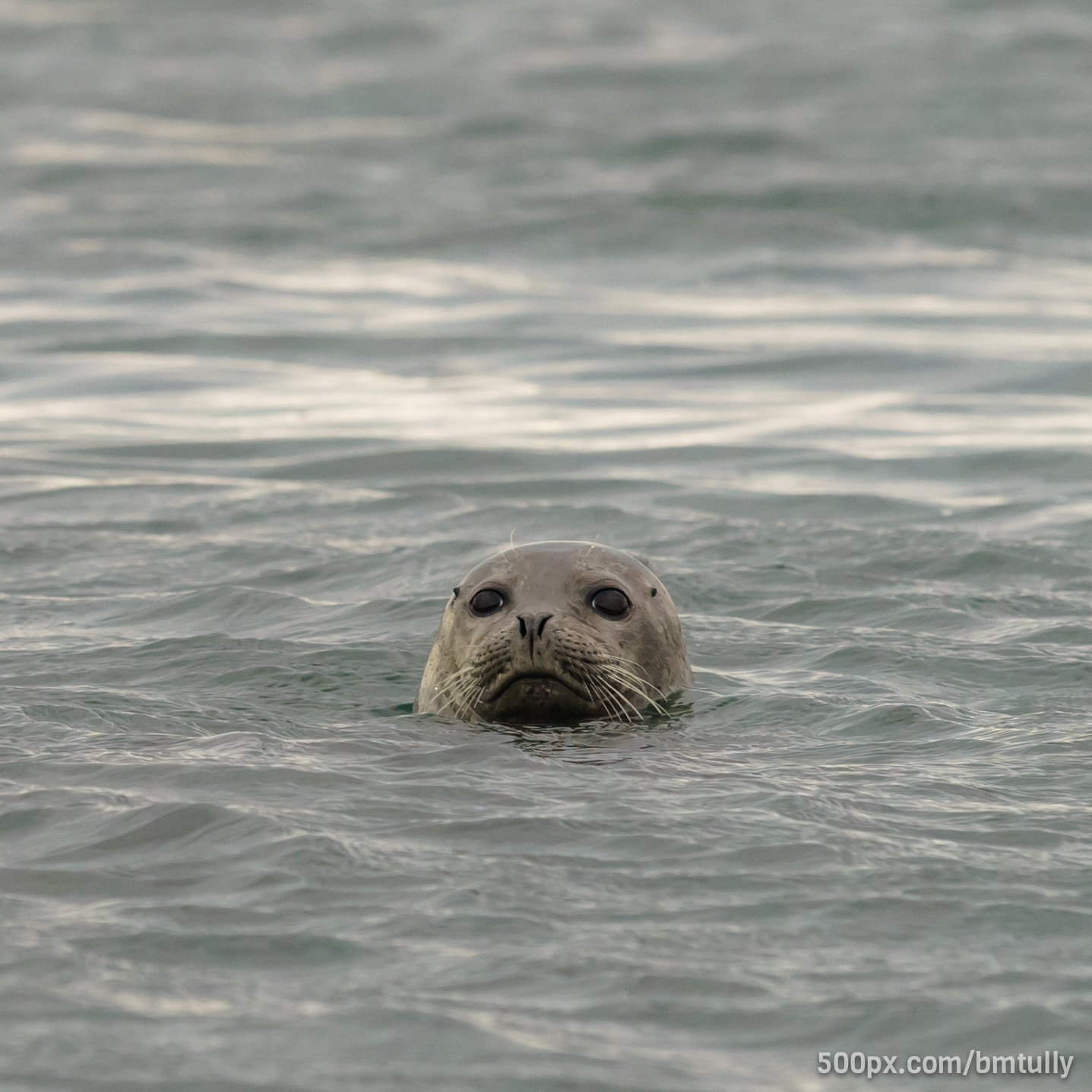 Sony a7 II + Canon EF 70-200mm F2.8L USM sample photo. Curious seal photography