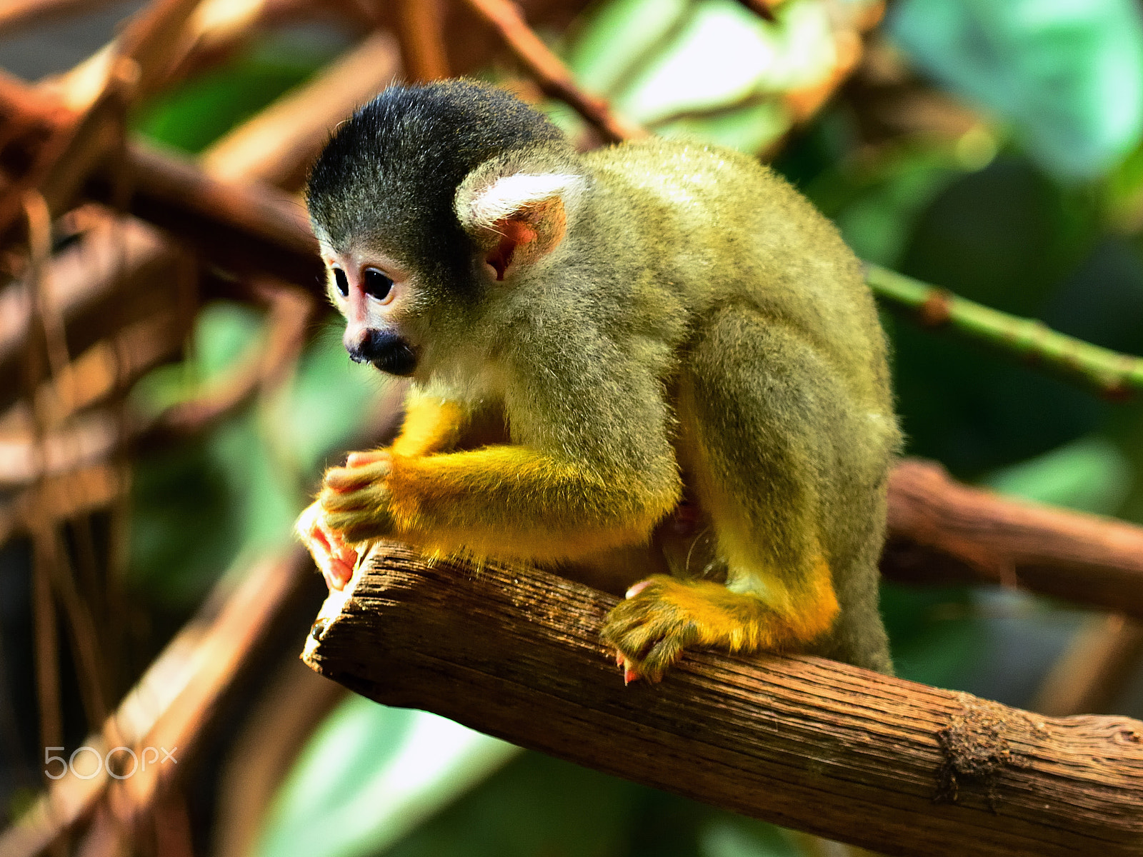 Nikon D800E sample photo. Small monkey photography