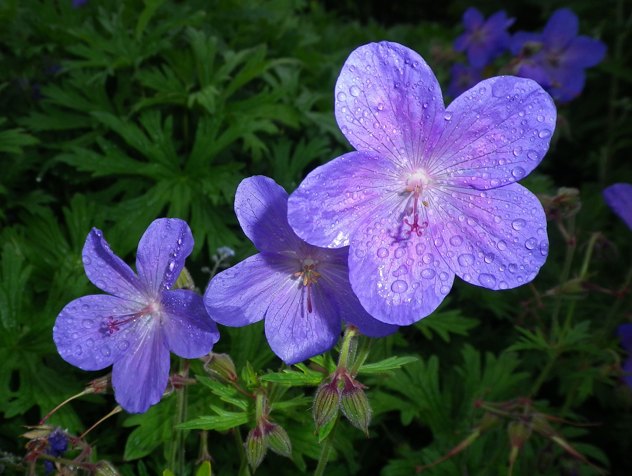 Pentax Optio H90 sample photo. Little purple flowers of the botanic garden photography