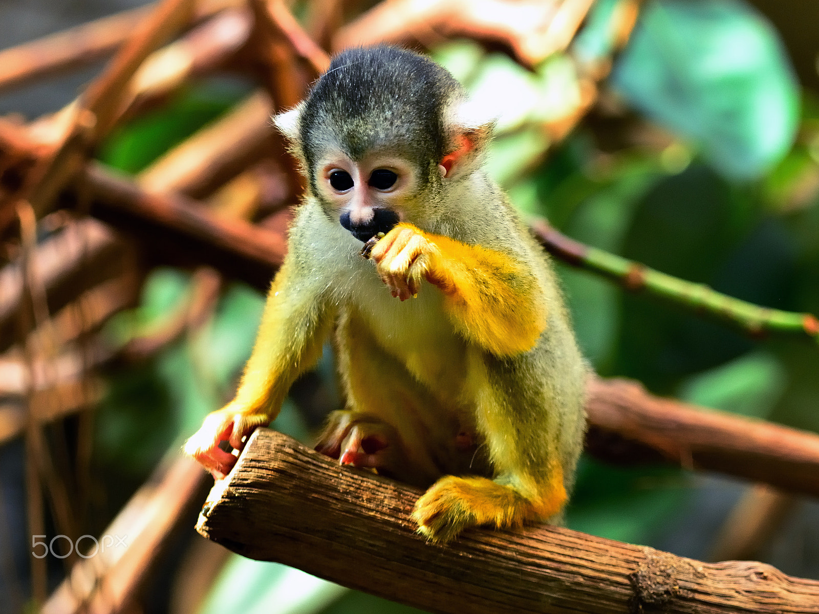 Nikon D800E sample photo. Small monkey photography