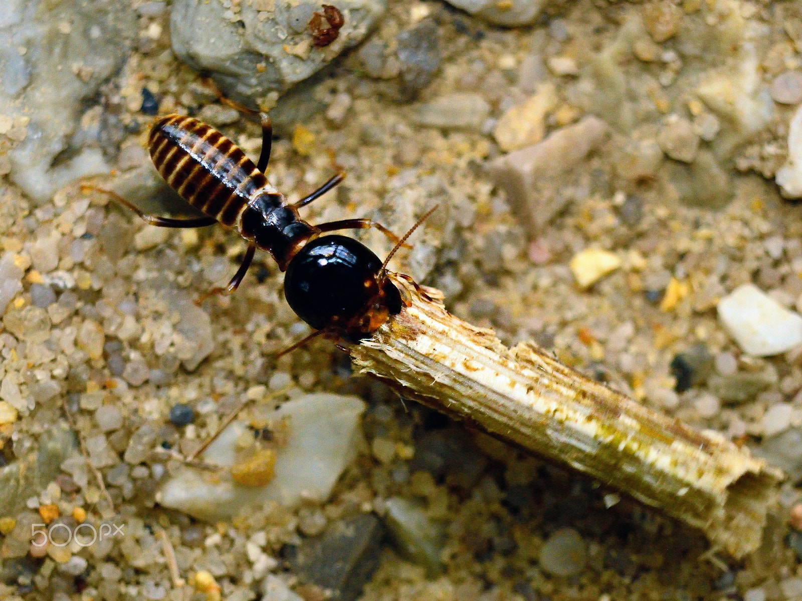 Nikon D800E sample photo. Hard work for little termite photography