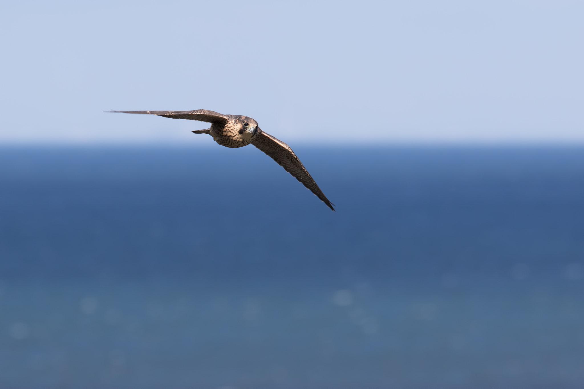 Canon EF 200-400mm F4L IS USM Extender 1.4x sample photo. Peregrine falcon photography