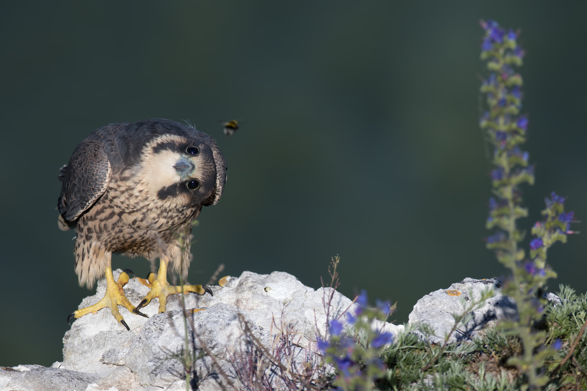Canon EOS 7D Mark II + Canon EF 200-400mm F4L IS USM Extender 1.4x sample photo. Peregrine falcon photography