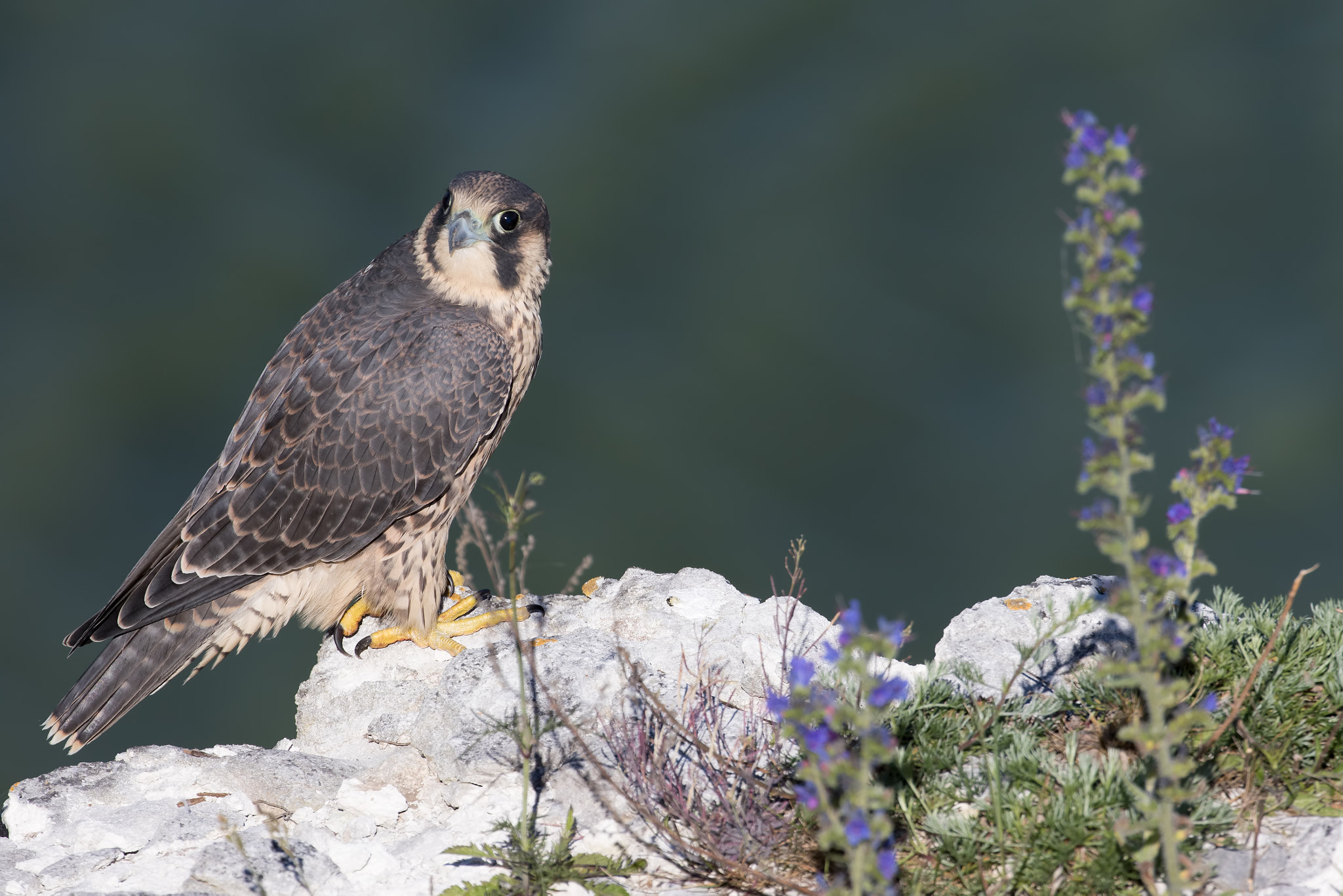Canon EOS 7D Mark II + Canon EF 200-400mm F4L IS USM Extender 1.4x sample photo. Peregrine falcon photography