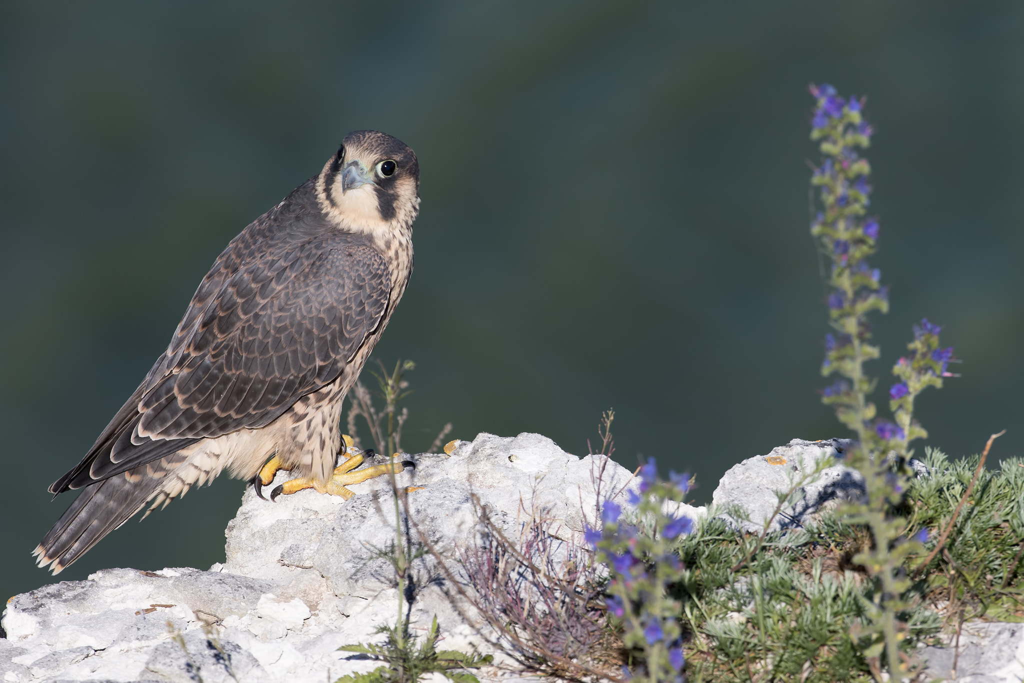 Canon EF 200-400mm F4L IS USM Extender 1.4x sample photo. Peregrine falcon photography