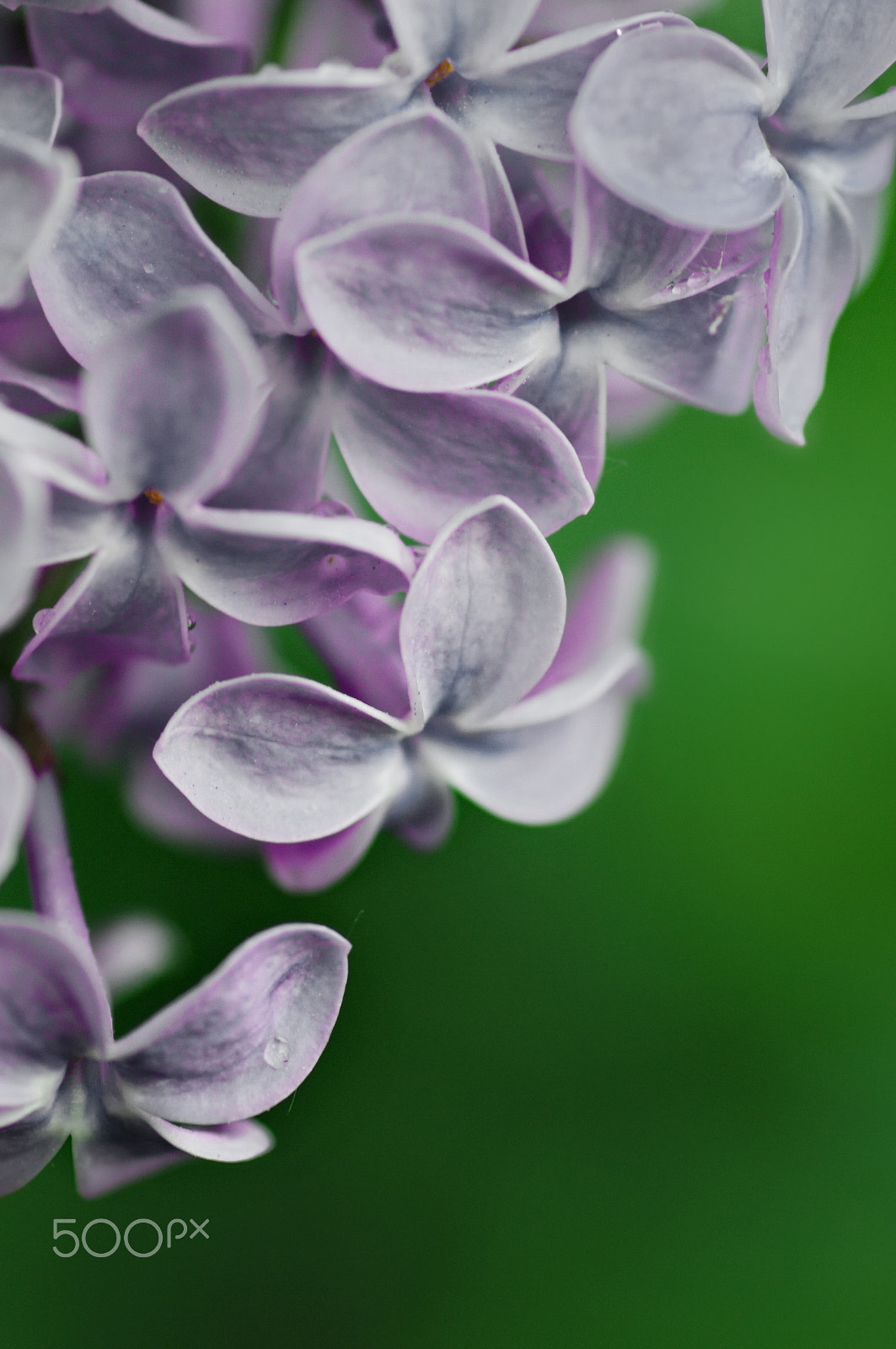 Pentax K-7 + Tamron SP AF 90mm F2.8 Di Macro sample photo. Lilac photography