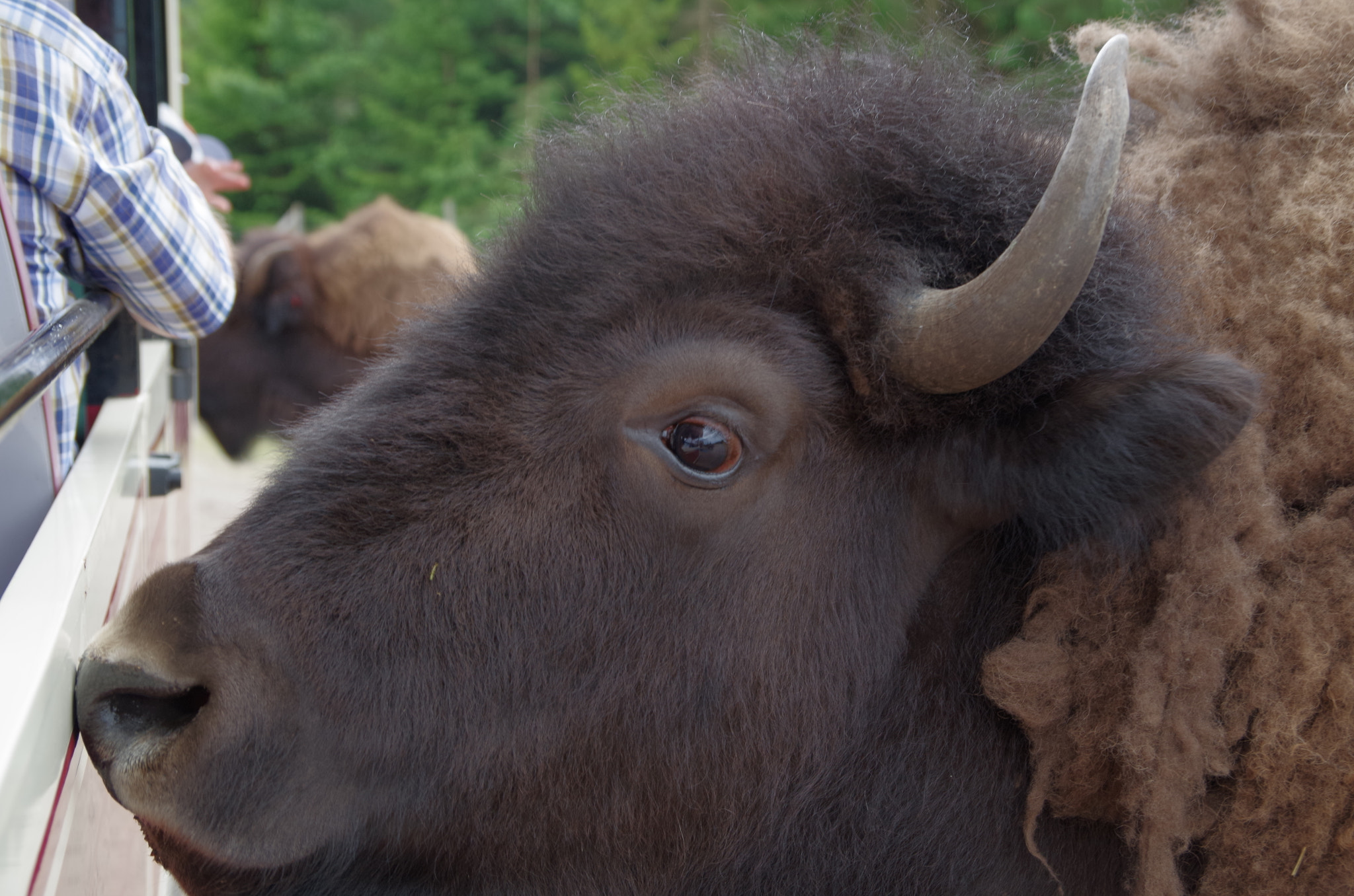 Pentax K-30 sample photo. Bison photography