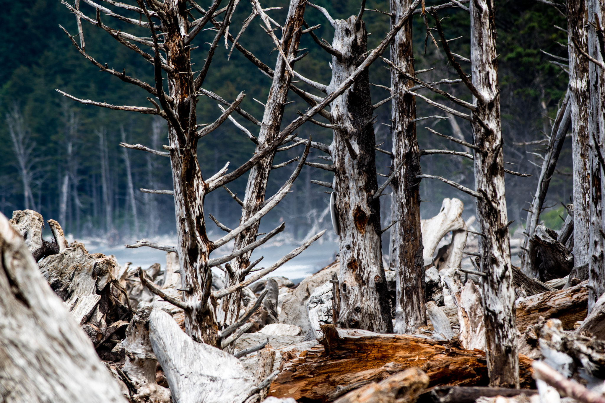 Nikon D5500 + Nikon AF-S Nikkor 300mm F4D ED-IF sample photo. Trees at rialto beach wa photography