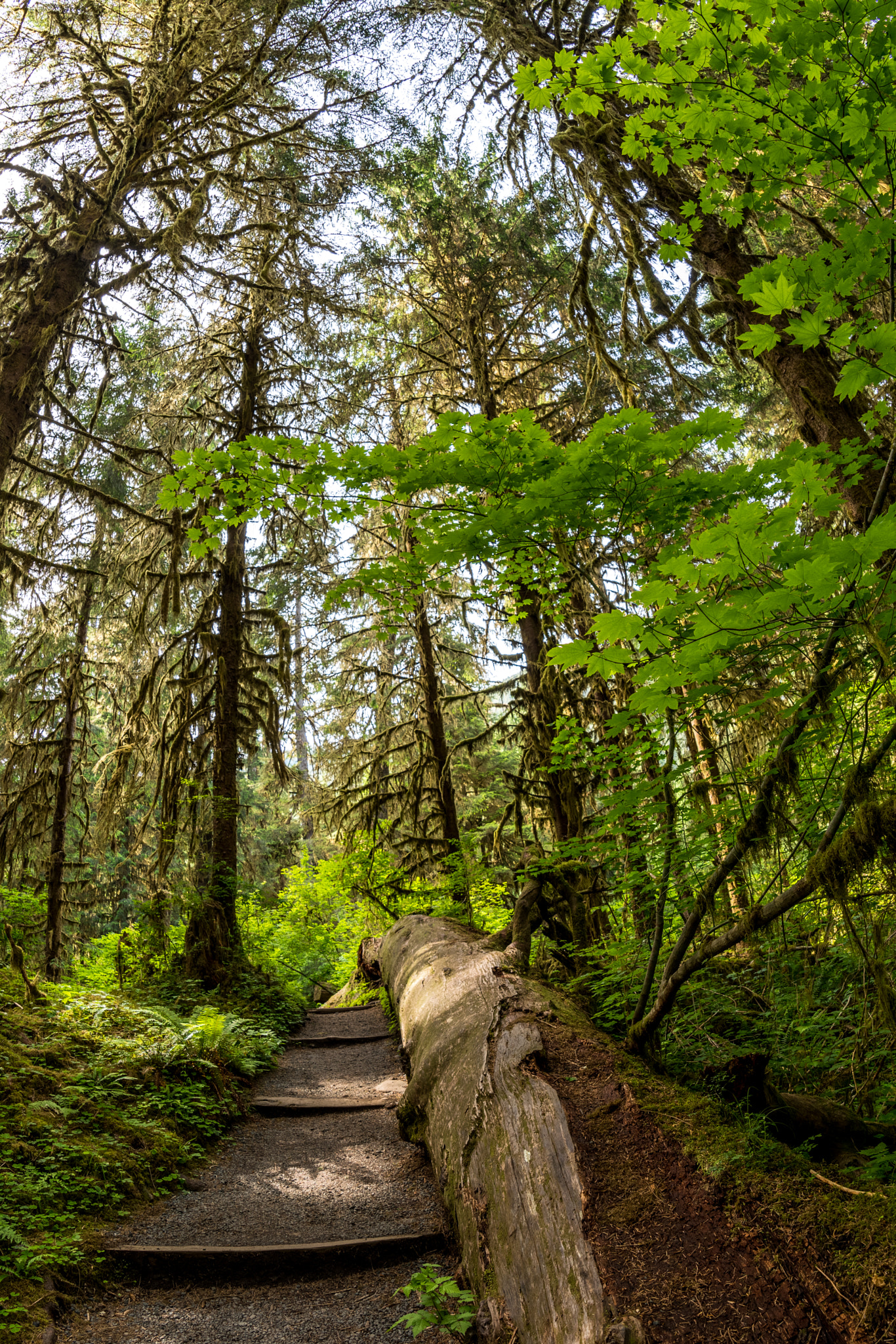 Samyang 12mm F2.8 ED AS NCS Fisheye sample photo. Hoh trail. photography