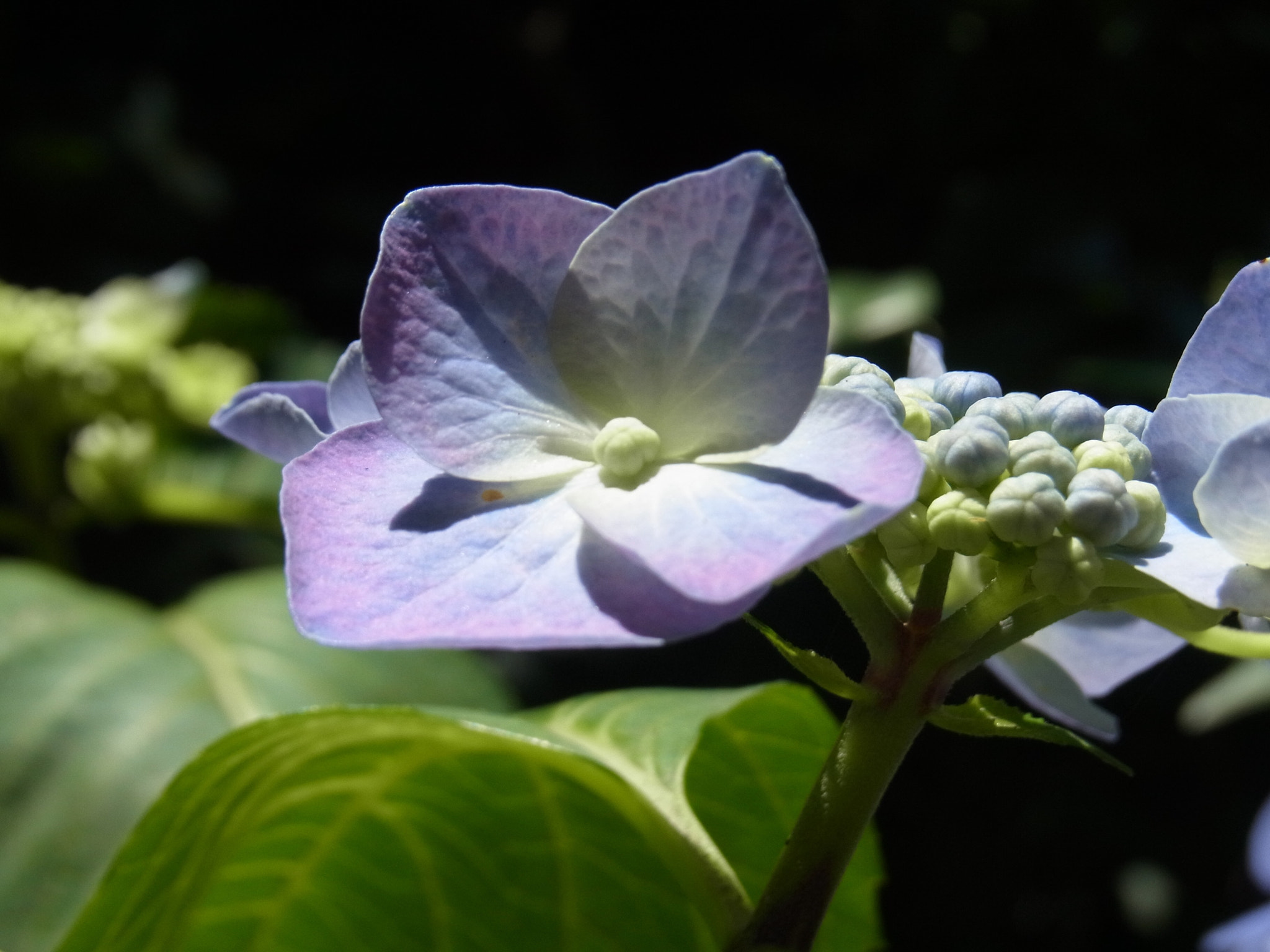 Ricoh CX4 sample photo