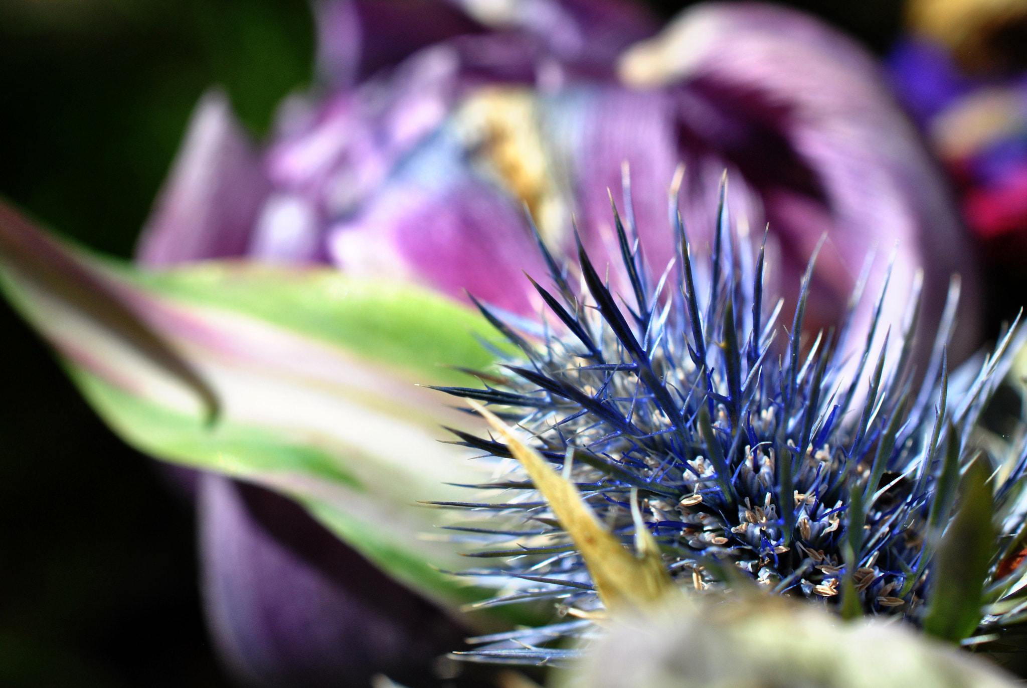 Nikon AF-S DX Micro Nikkor 40mm F2.8 sample photo. Chastity photography