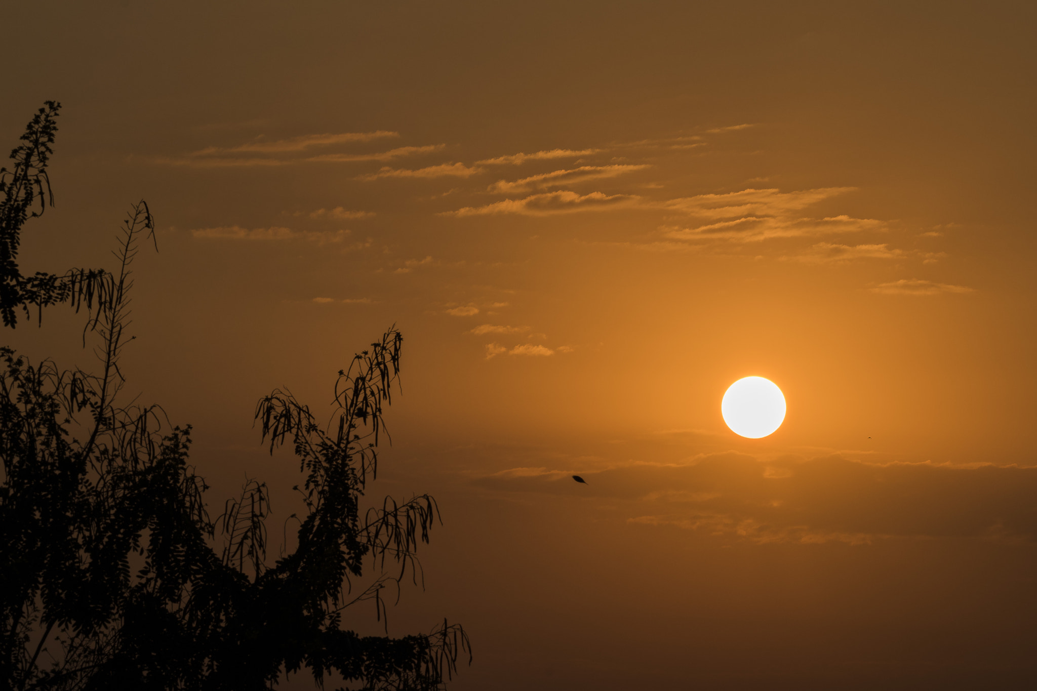 Sigma 150-600mm F5-6.3 DG OS HSM | C sample photo. Lr photography