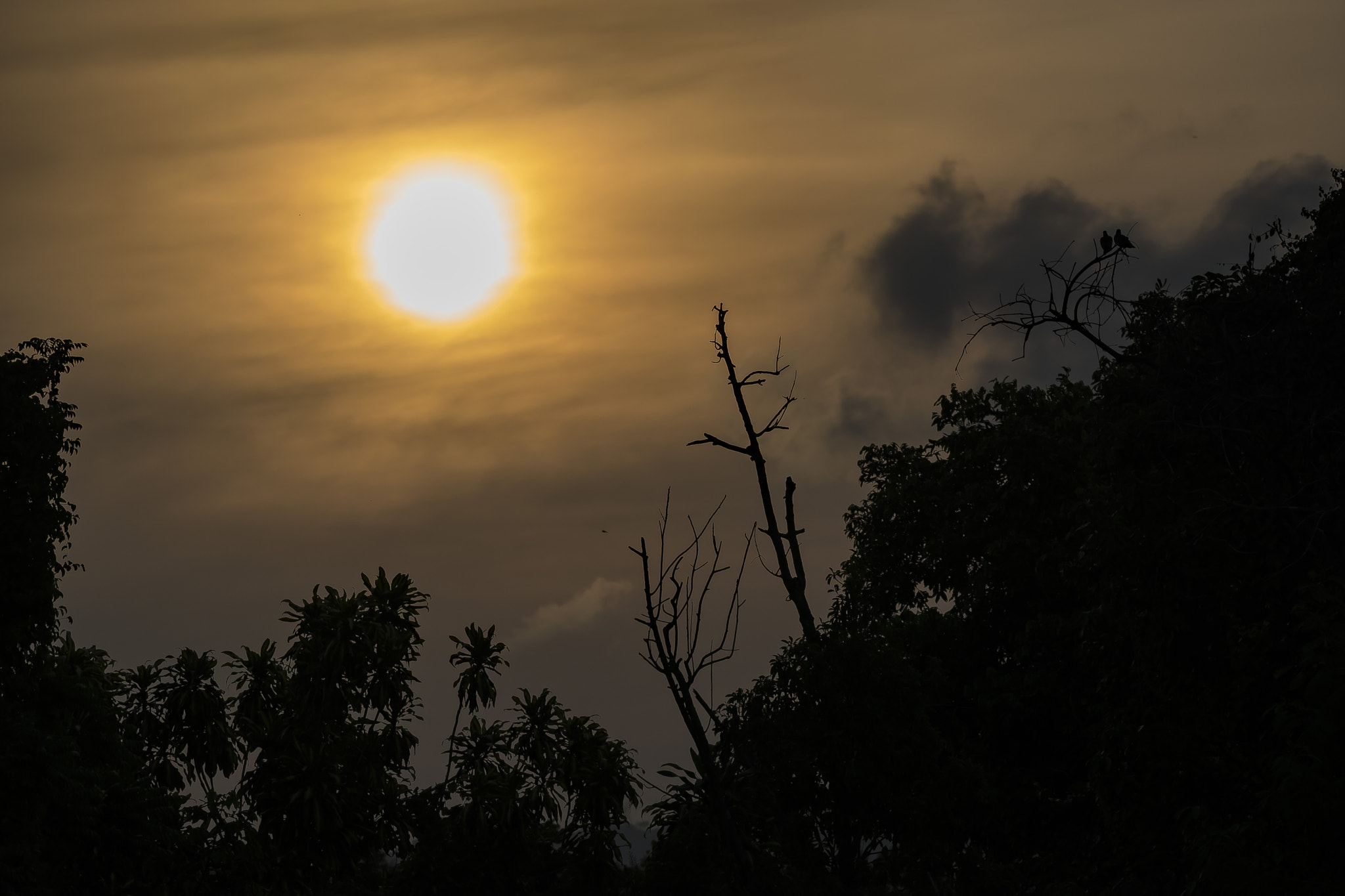 Sigma 150-600mm F5-6.3 DG OS HSM | C sample photo. Lr photography