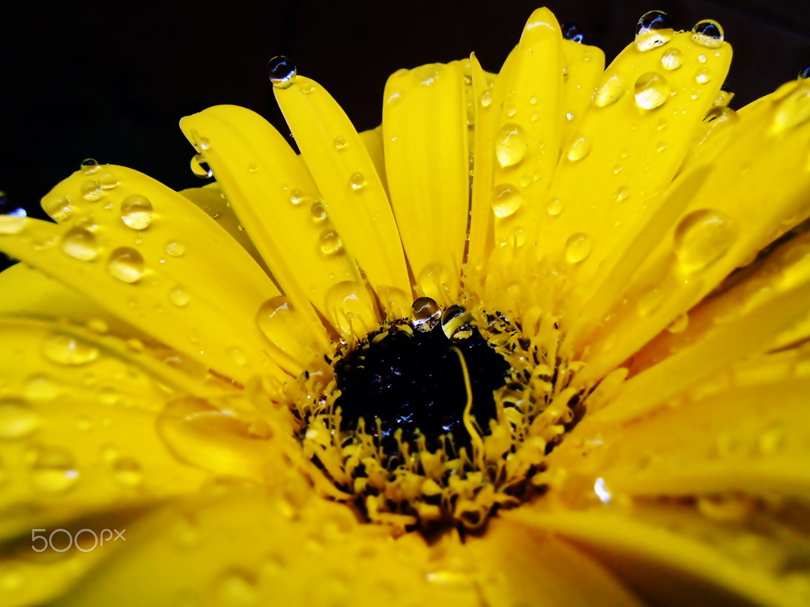 Olympus VR325,VR320,D725 sample photo. Gerbera photography
