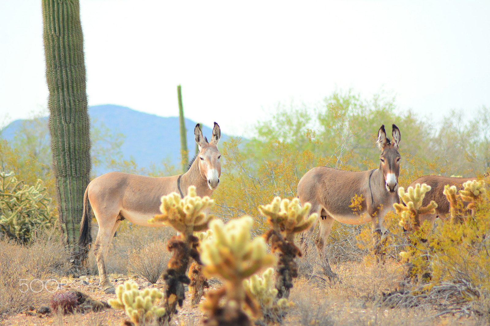 Nikon AF Nikkor 70-300mm F4-5.6G sample photo. Arizona wild burros photography