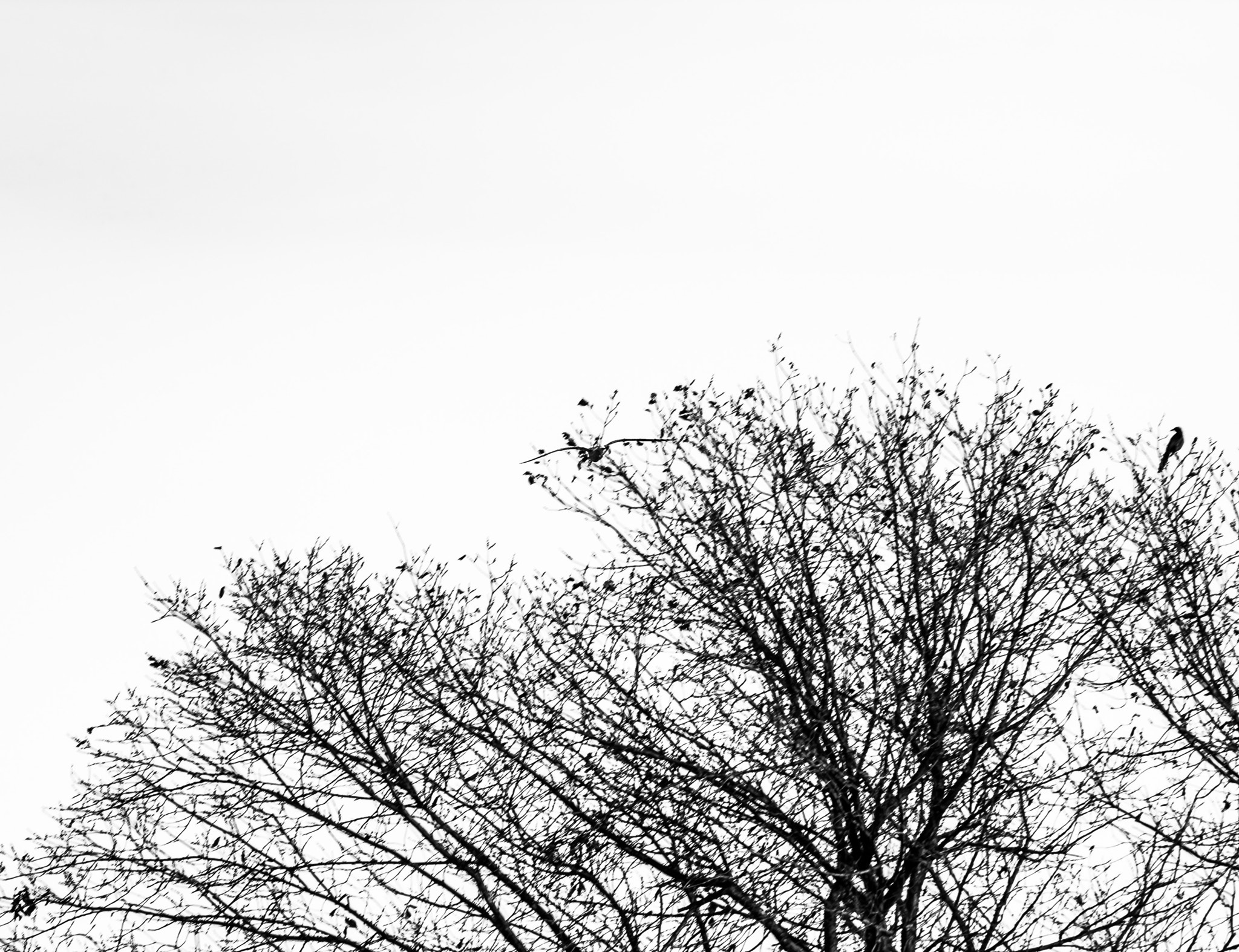 Canon EOS 450D (EOS Rebel XSi / EOS Kiss X2) sample photo. Alone i perch photography