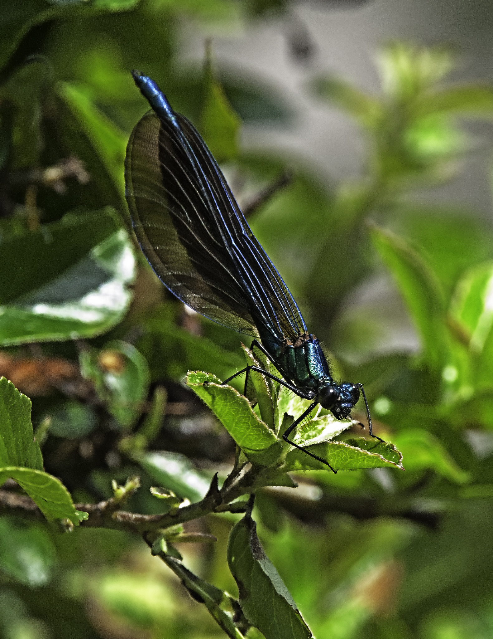 Sigma 150-600mm F5-6.3 DG OS HSM | C sample photo. A photography