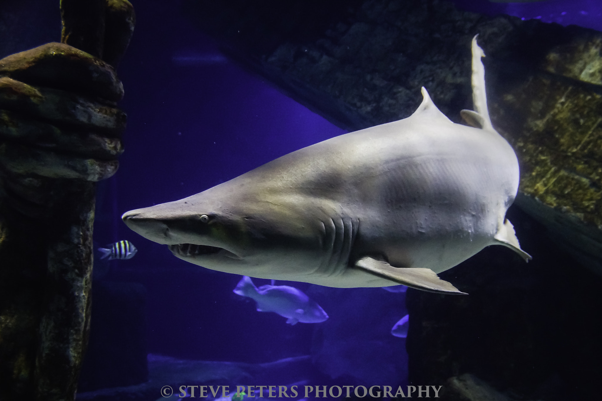 Sigma 17-70mm F2.8-4 DC Macro HSM sample photo. Shark @the aquarium photography