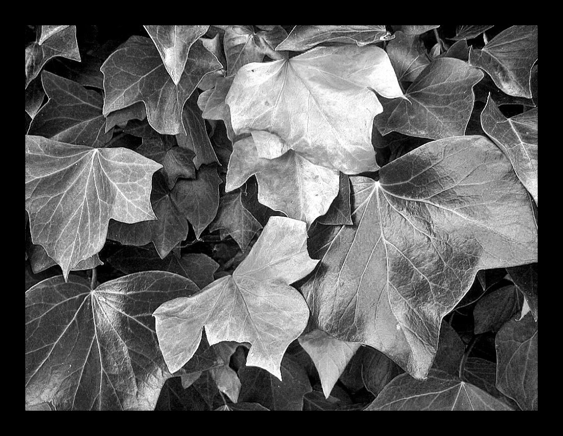 Olympus SP700 sample photo. Des feuilles de lierre photography