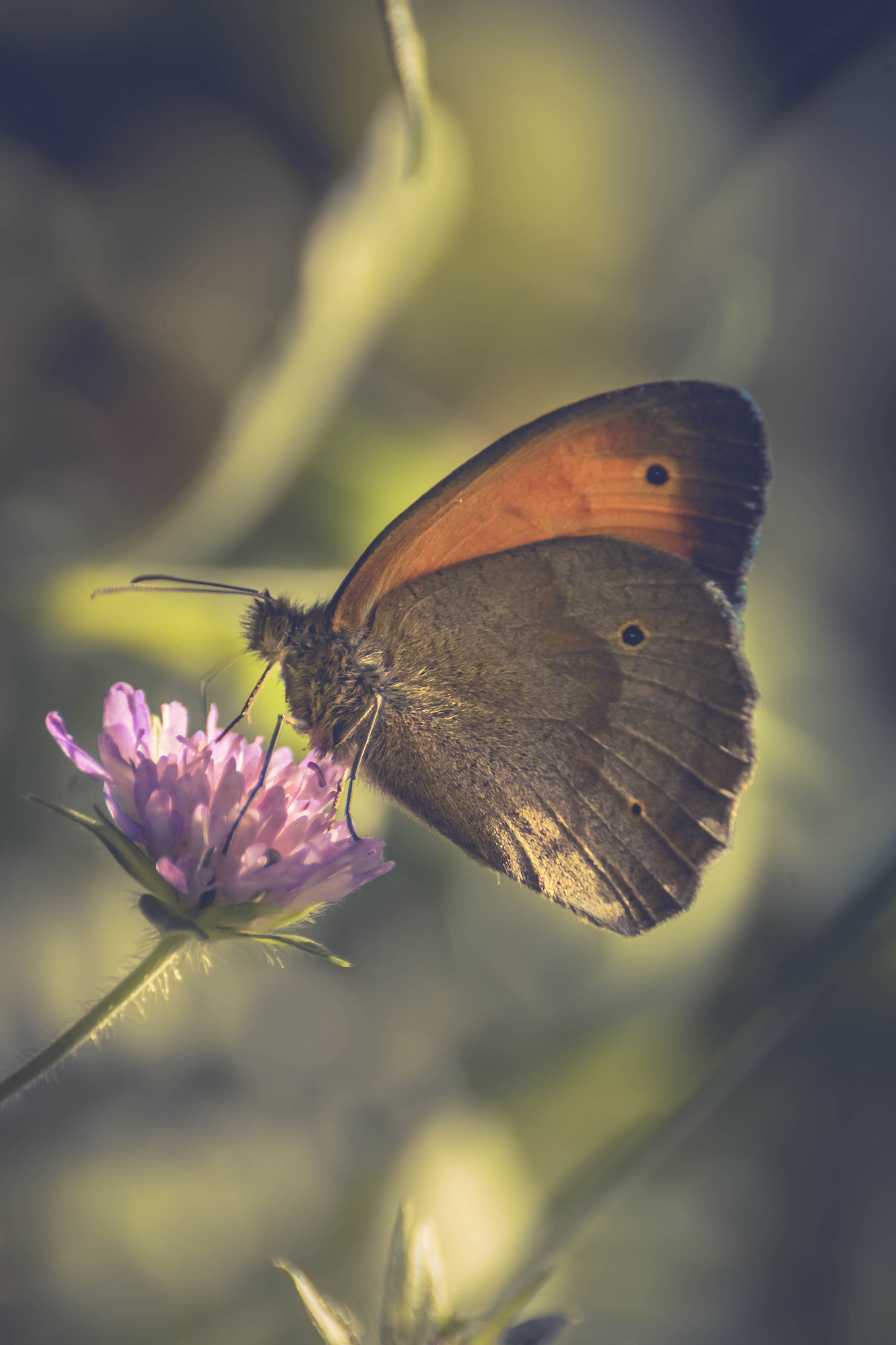 Nikon D7100 + Sigma 70-300mm F4-5.6 DG Macro sample photo. Butterfly photography