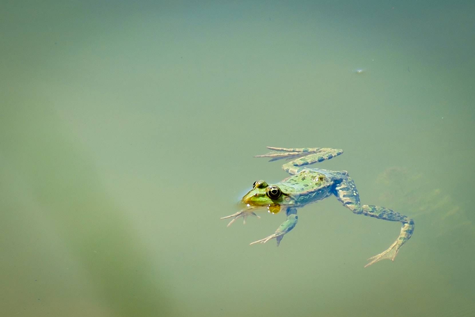 Fujifilm X-Pro1 + Fujifilm XC 50-230mm F4.5-6.7 OIS sample photo. Swimming frog photography