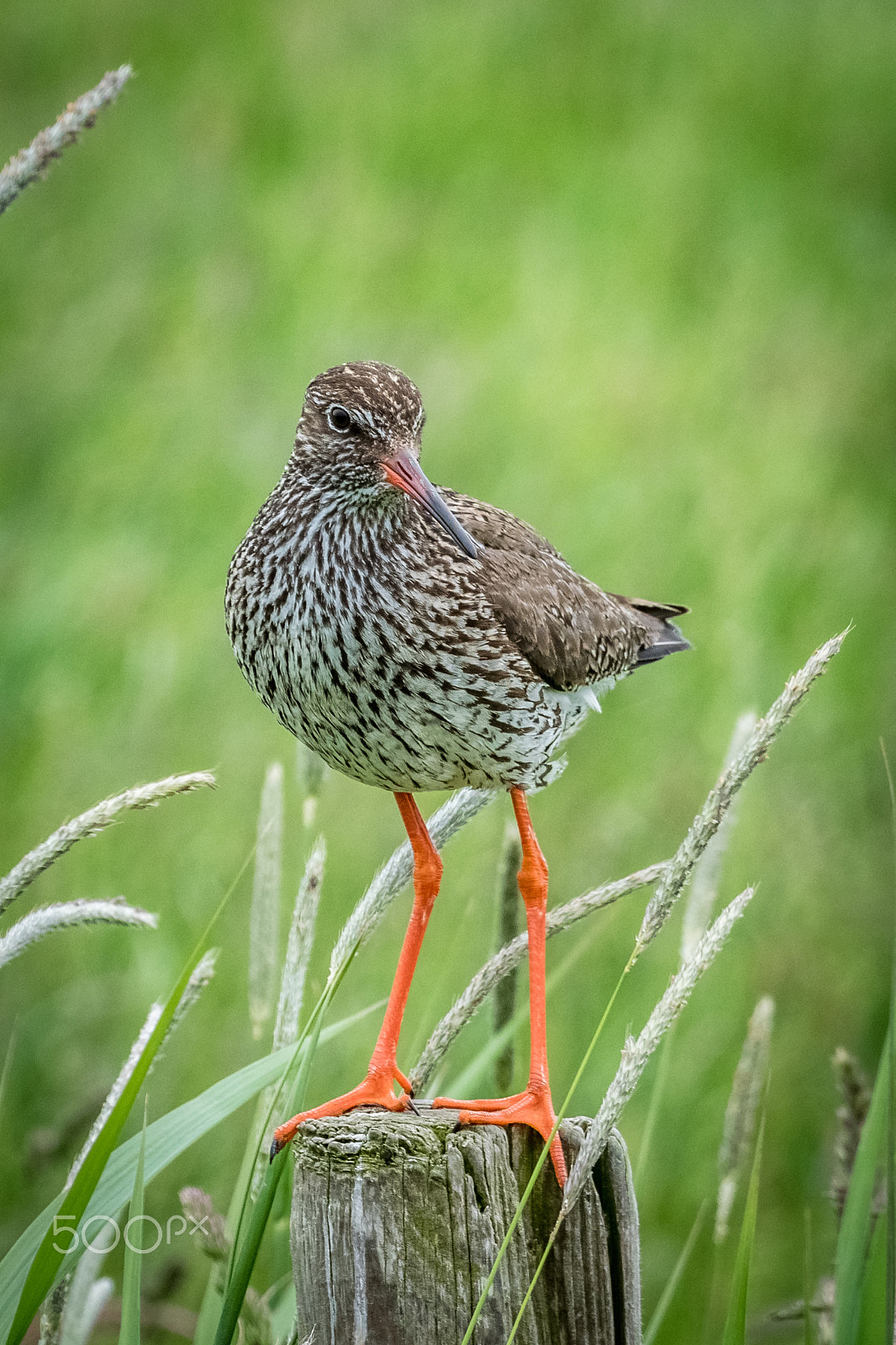 Sigma 50-500mm F4.5-6.3 DG OS HSM sample photo. Redshank photography