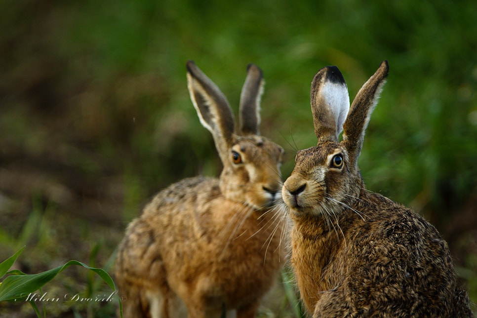 Canon EOS 7D Mark II + Canon EF 300mm F2.8L IS USM sample photo. Look, someone's coming photography