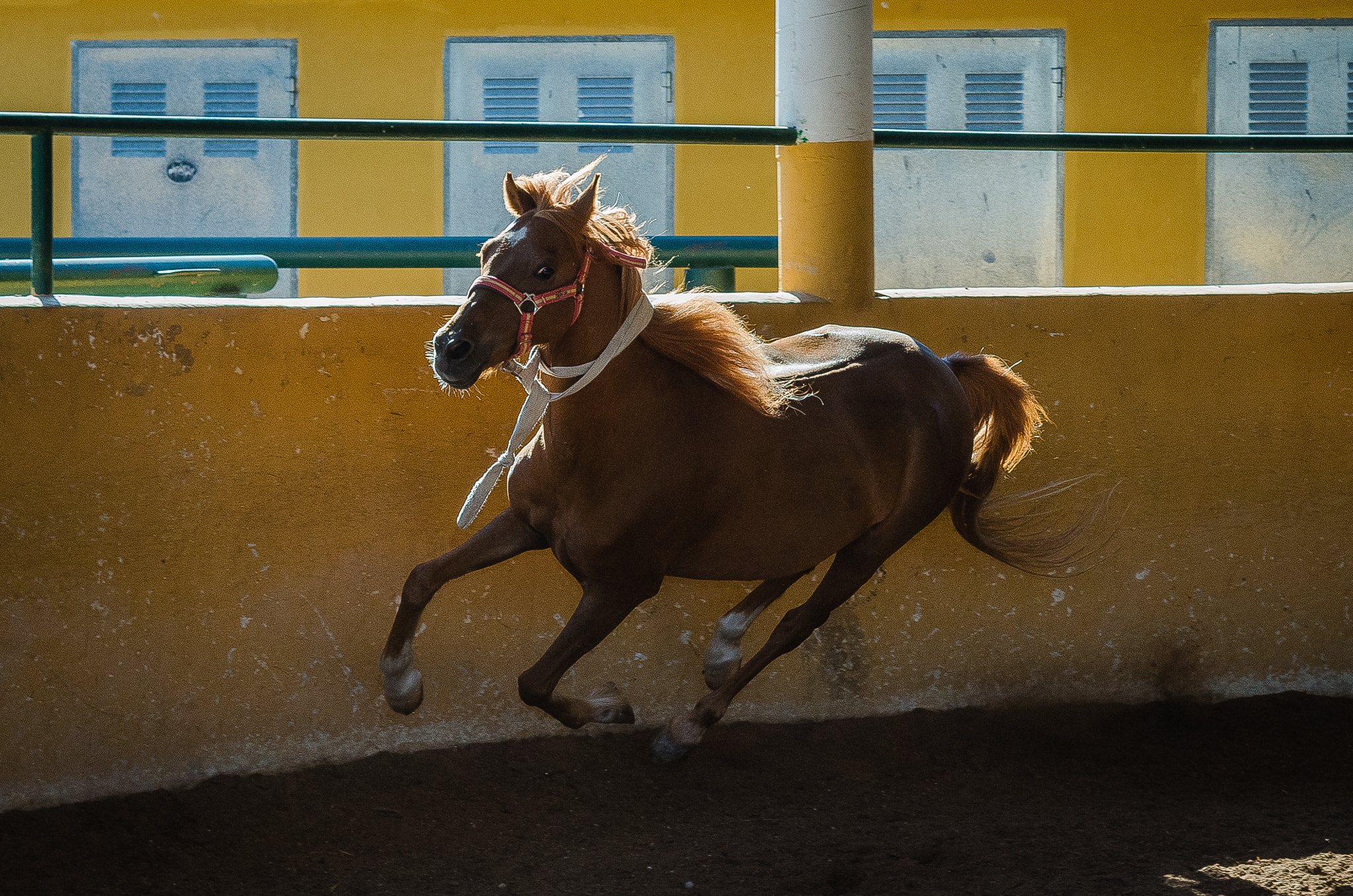 Pentax smc DA 50mm F1.8 sample photo. Al galope i photography