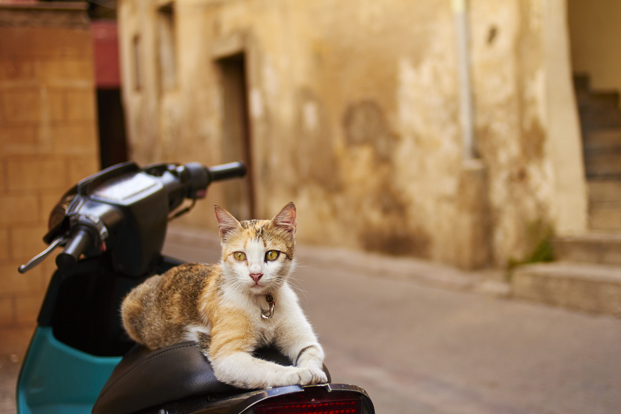 Canon EOS 7D + Canon EF 35mm F2 sample photo. Lebanese cat on a scooter photography