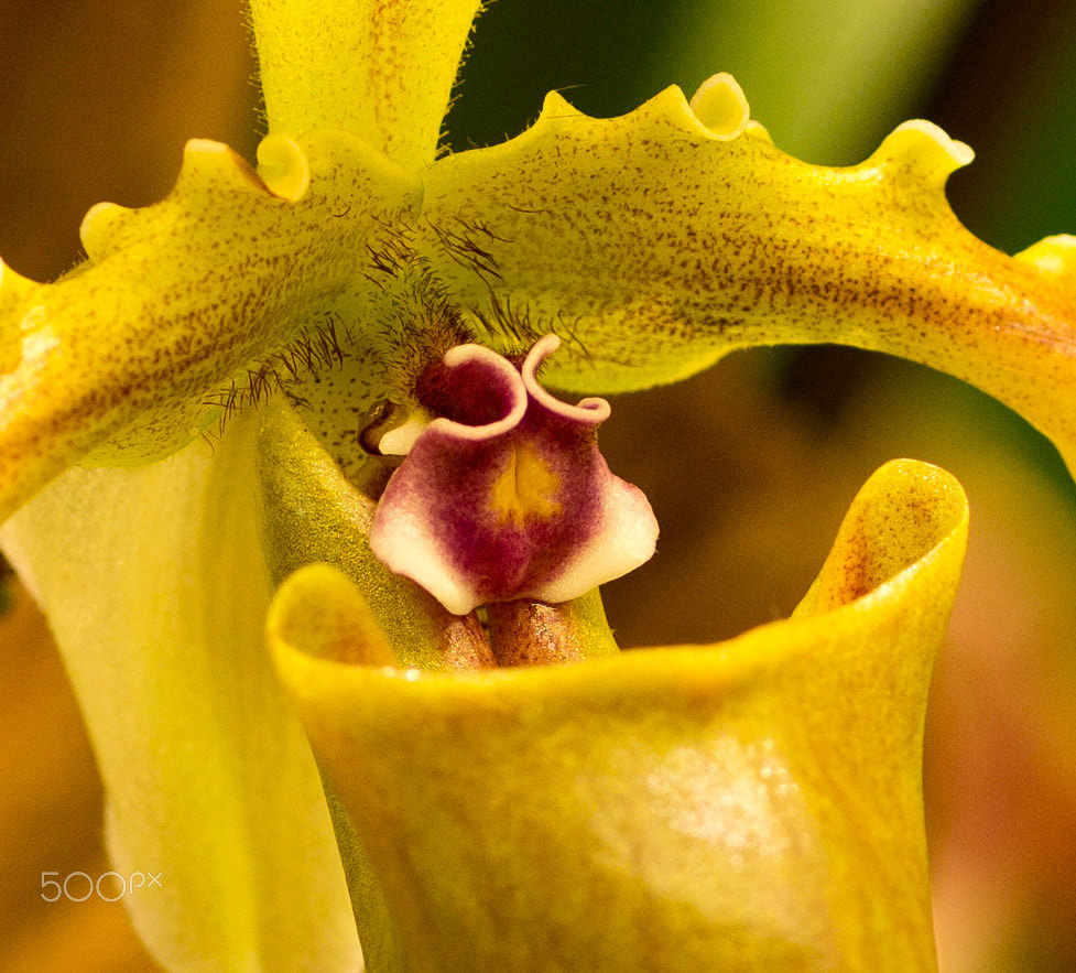 Olympus E-5 + OLYMPUS 50mm Lens sample photo. Orchid photography
