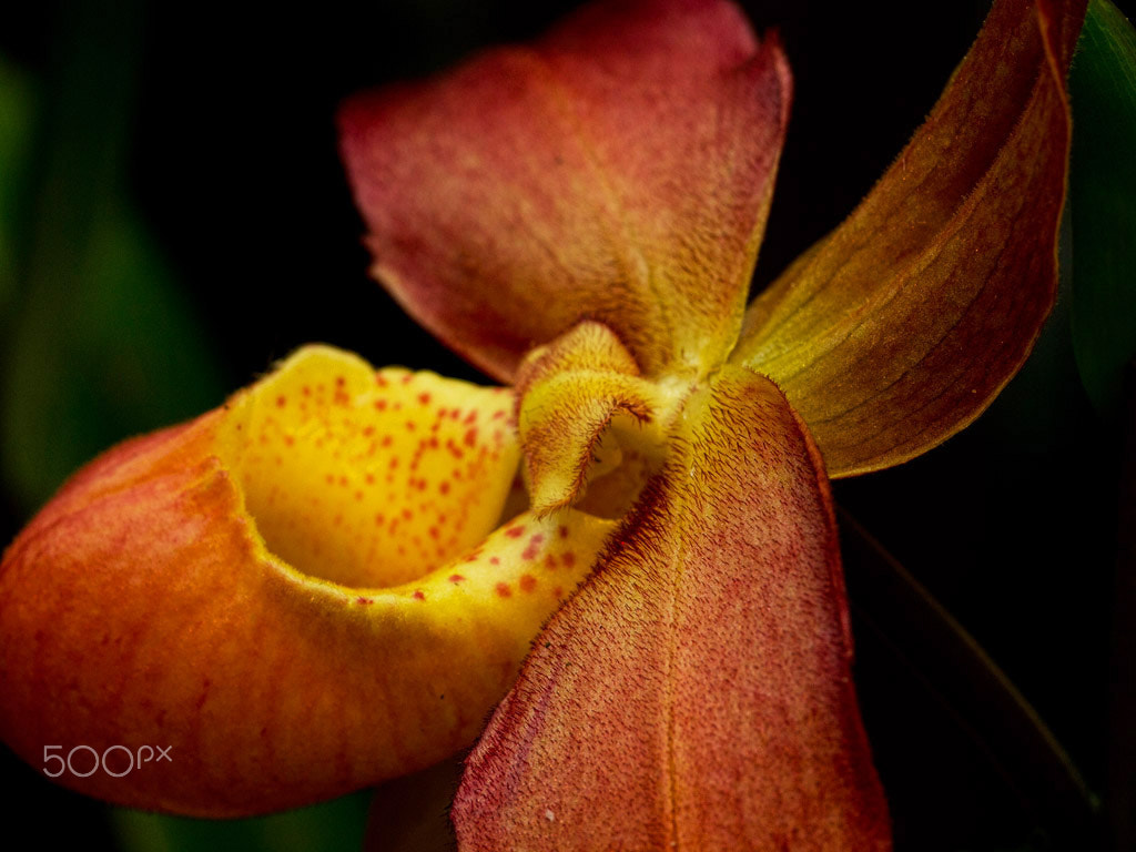 Sigma 105mm F2.8 EX DG Macro sample photo. Orchid 2 photography