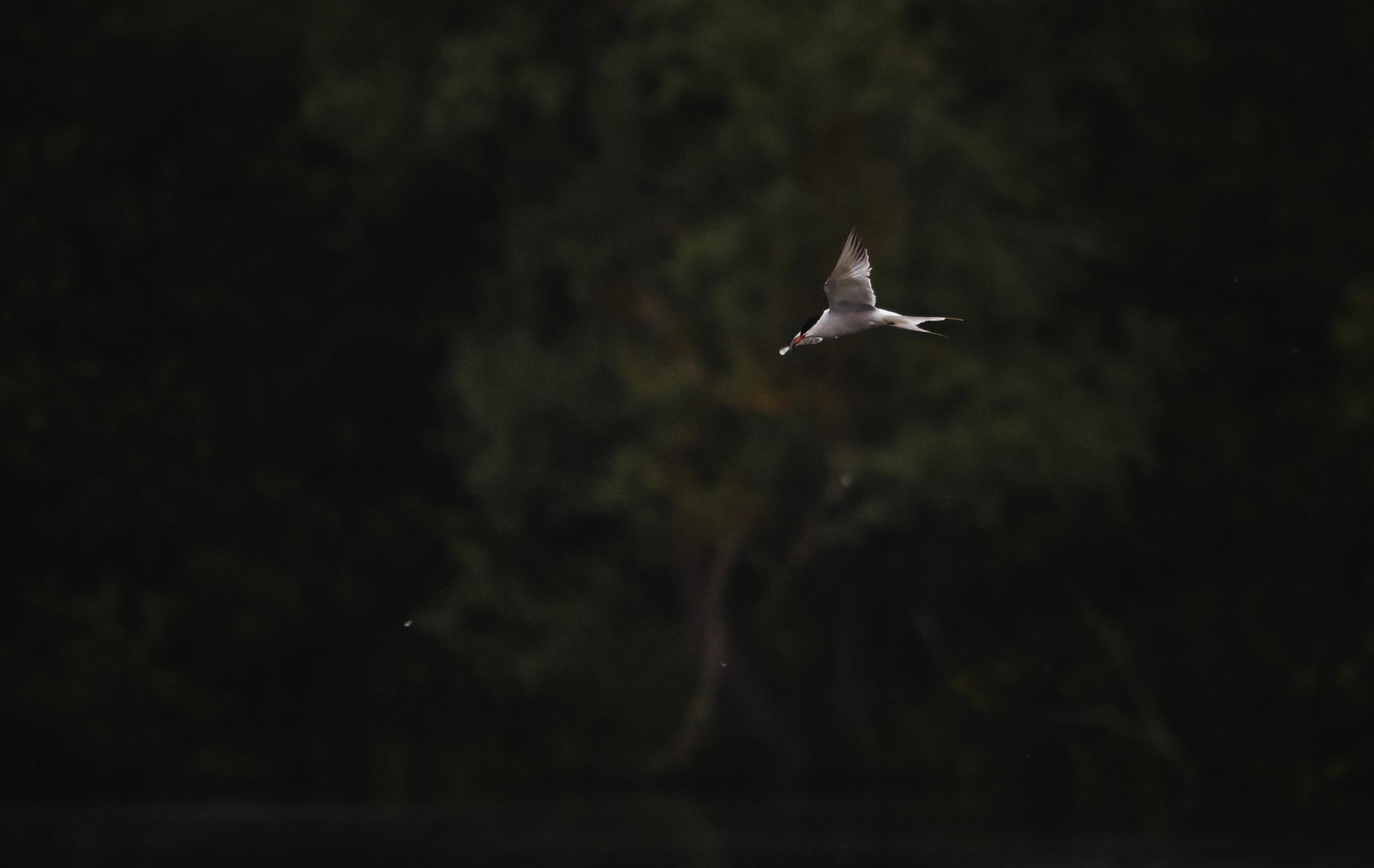 Sigma 120-400mm F4.5-5.6 DG OS HSM sample photo. Predator tern photography