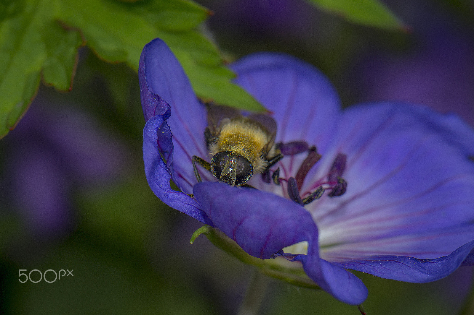 Nikon AF-S DX Micro-Nikkor 85mm F3.5G ED VR sample photo. Peek-a-bee photography