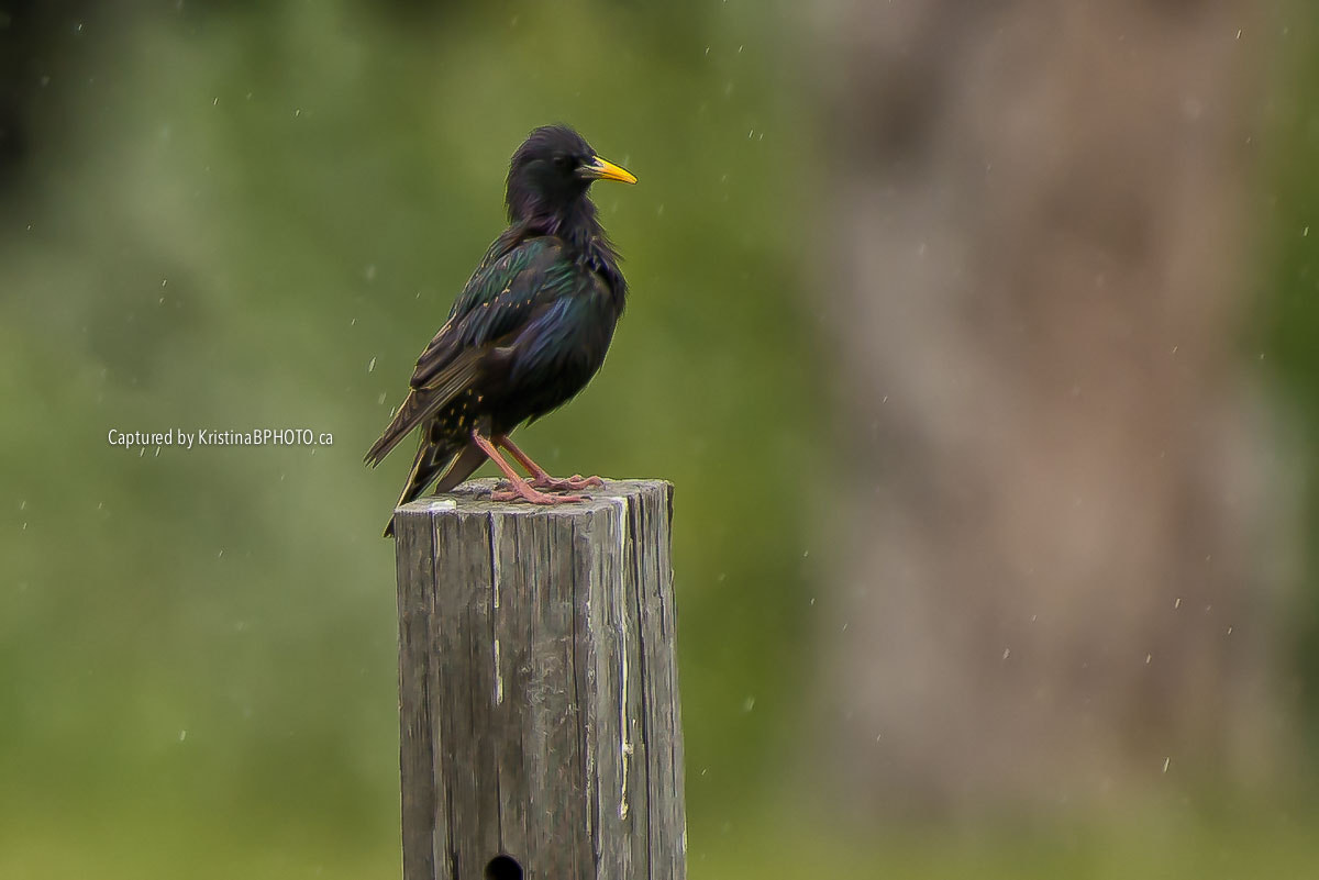 Nikon AF-S Nikkor 200-500mm F5.6E ED VR sample photo. Wet bird photography