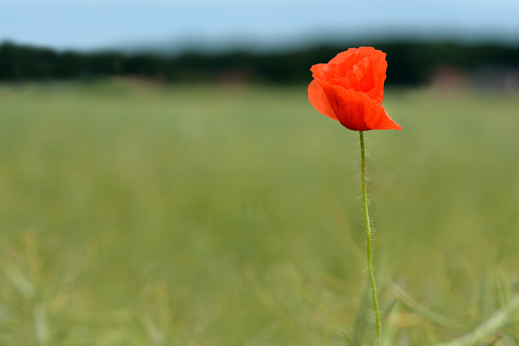 Nikon D7100 + Nikon AF Nikkor 180mm F2.8D ED-IF sample photo. Papaver rhoeas photography