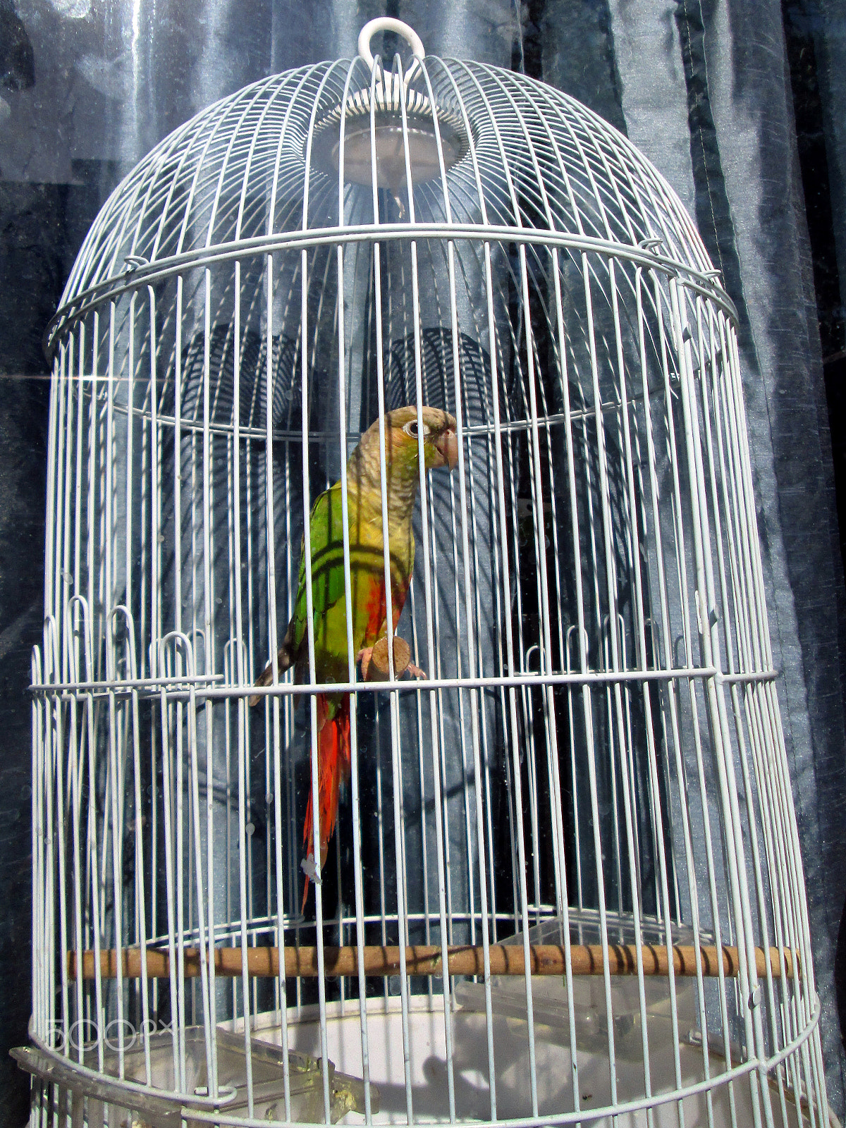 Canon PowerShot A1300 sample photo. Bird in a cage photography