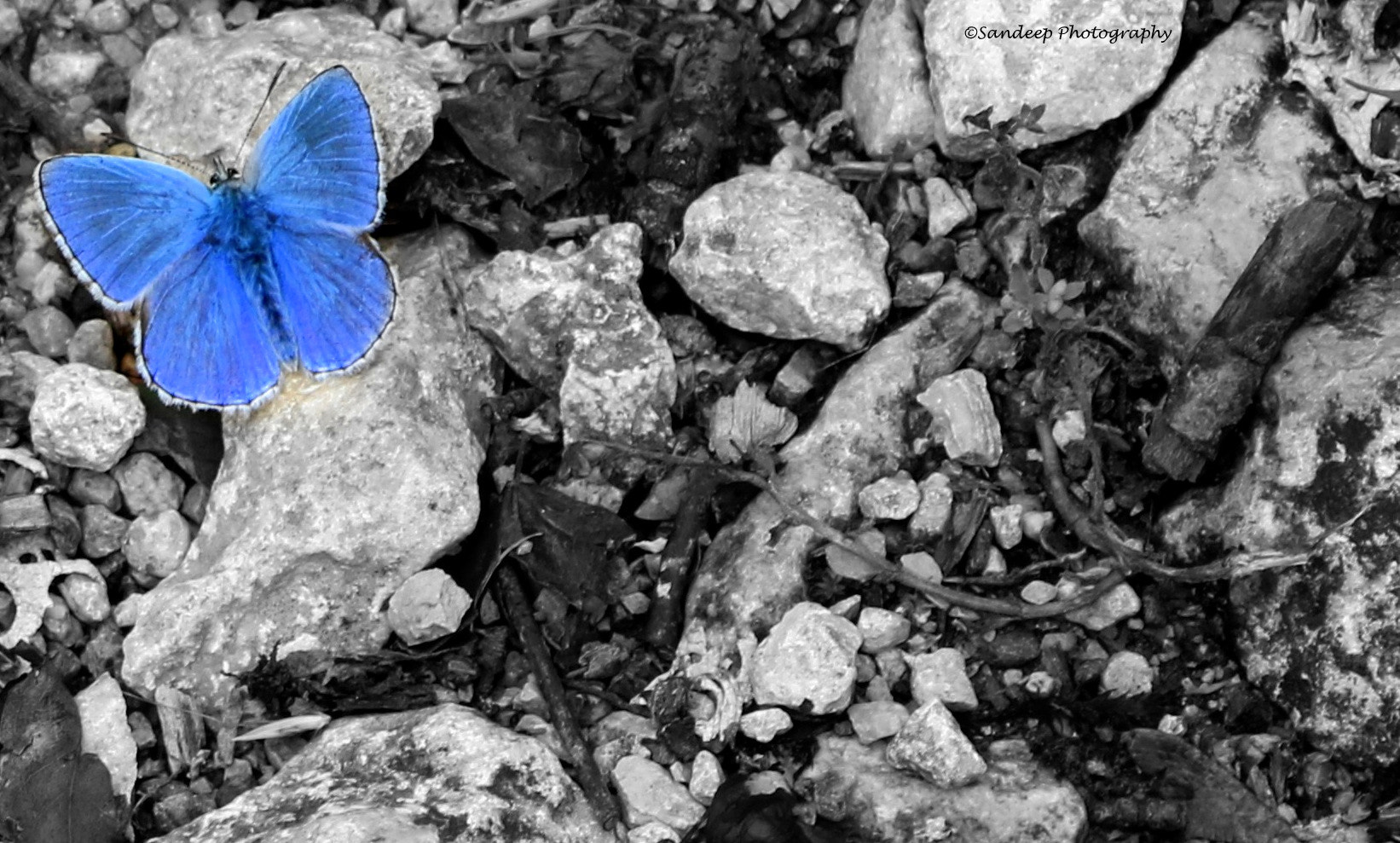 Canon EOS 750D (EOS Rebel T6i / EOS Kiss X8i) sample photo. Blue photography